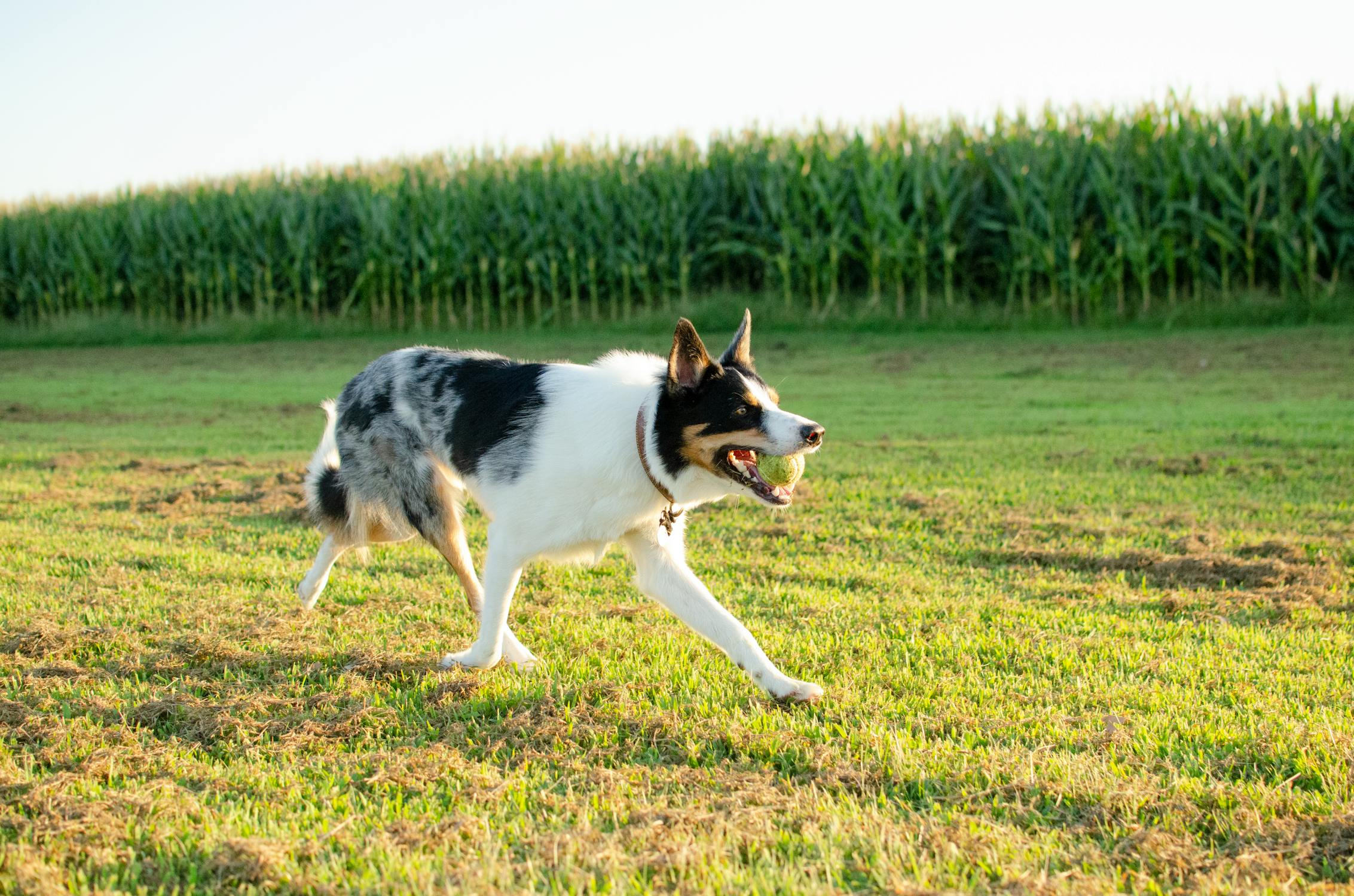 Verstehen des Verhaltens von Hunden: Ein umfassender Leitfaden