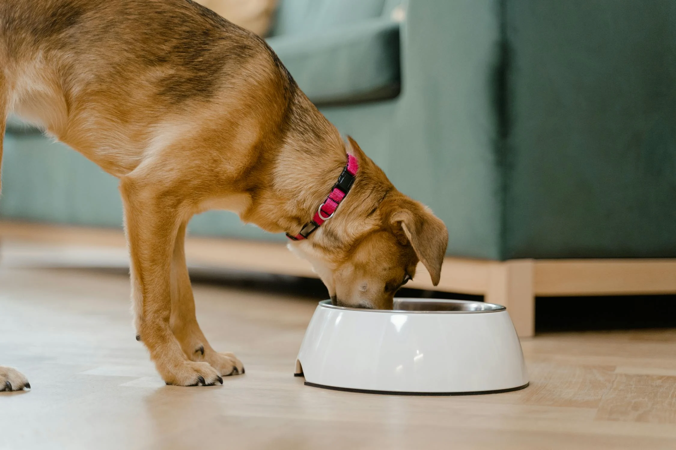 Ein Leitfaden zu sicheren und unsicheren Lebensmitteln für Hunde
