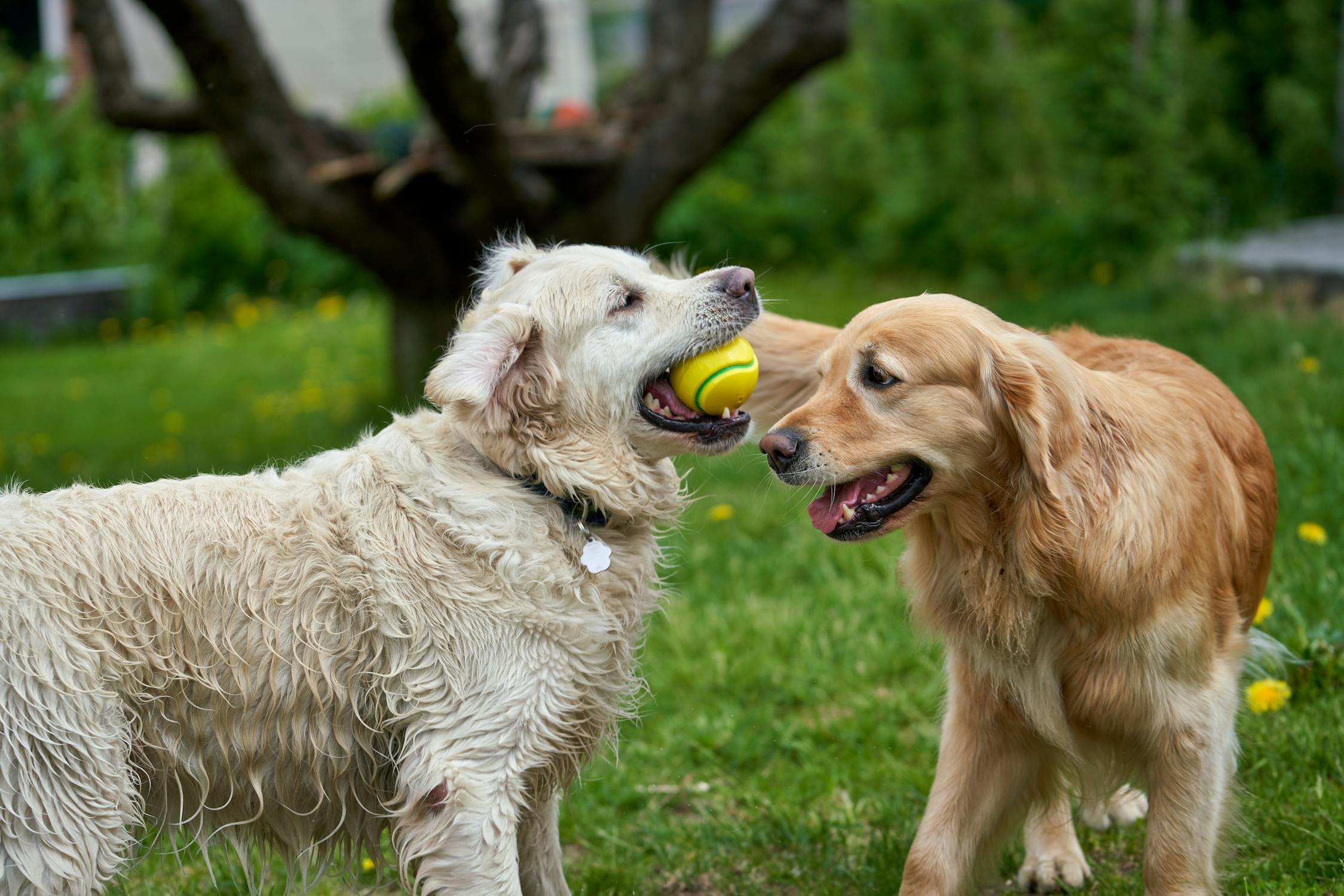 Interaktion mit anderen Hunden: Tipps zur Sozialisierung