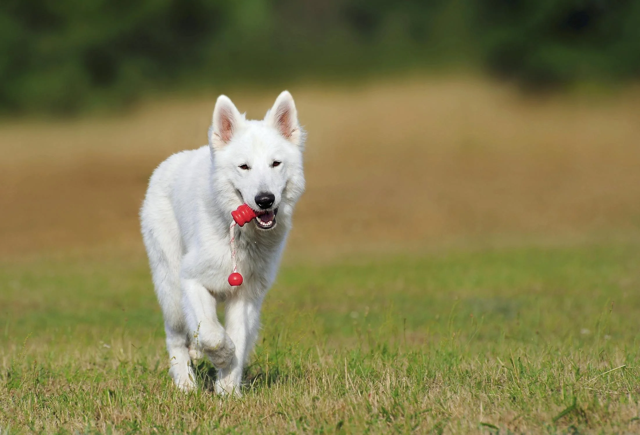 Ein Leitfaden zum Spielen mit Hunden