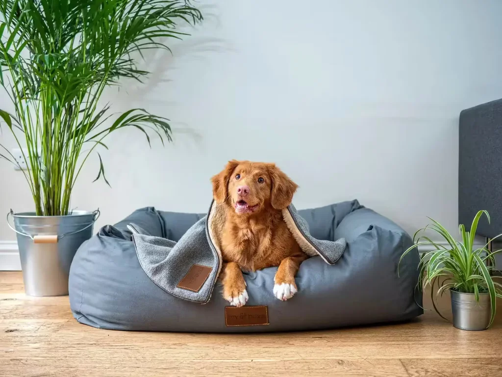 Hund auf Kissen